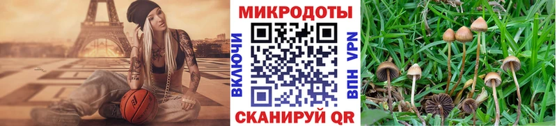 Галлюциногенные грибы Cubensis  Гдов 